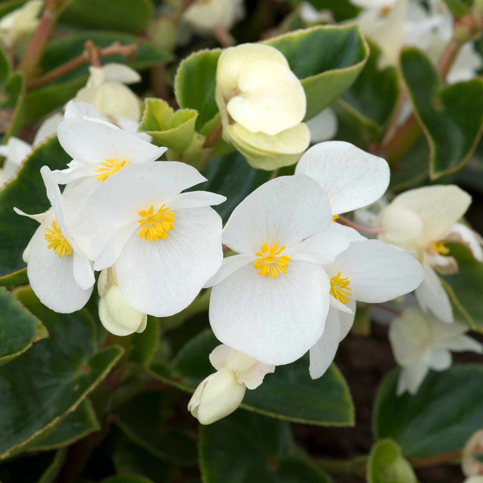 Begonia 'Megawatt White Green Leaf'