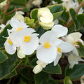 Begonia 'Megawatt White Green Leaf'