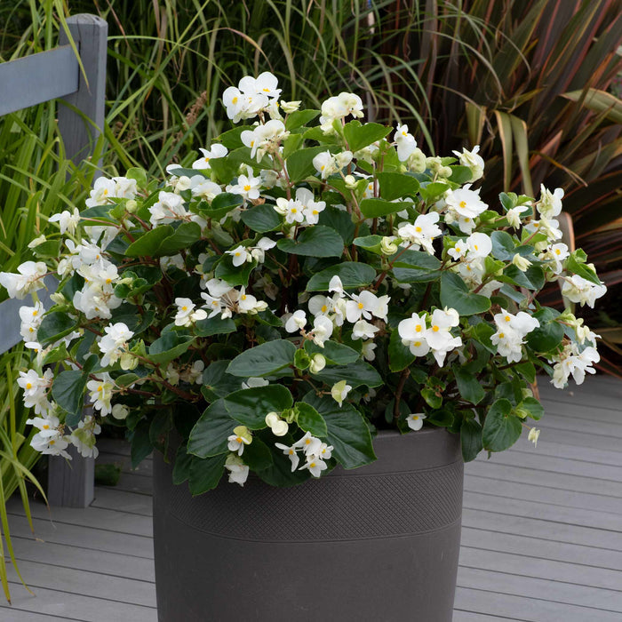 Begonia 'Megawatt White Green Leaf'