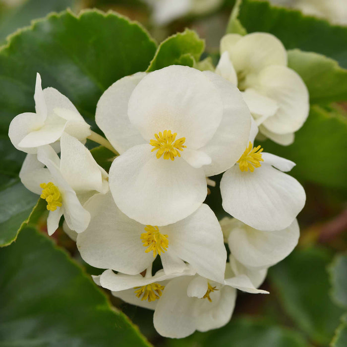 Begonia 'Megawatt White Green Leaf'