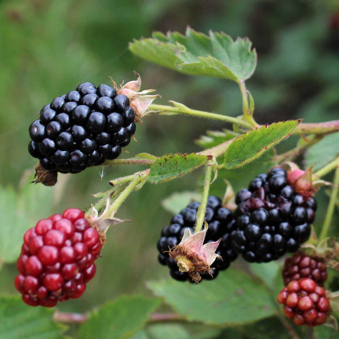 growing backberries 'Navaho' on bush close up