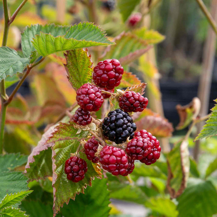 Blackberry 'Navaho'