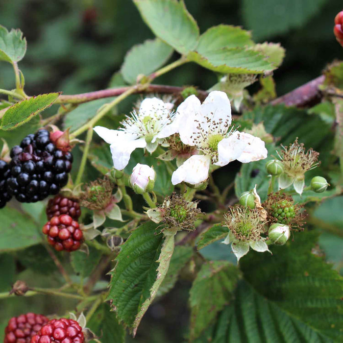 Blackberry 'Navaho' white flowers and buds with some balackberry fruit in the bakcground