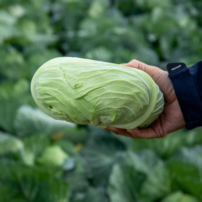 Cabbage Seeds 'Felicity' F1