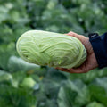 Cabbage Seeds 'Felicity' F1