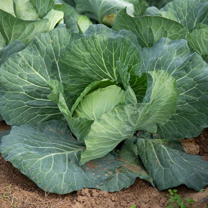 Cabbage Seeds 'Felicity' F1