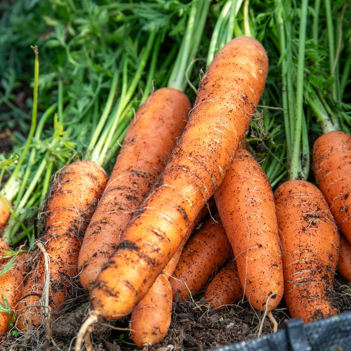 Carrot Seeds 'All Season' Collection