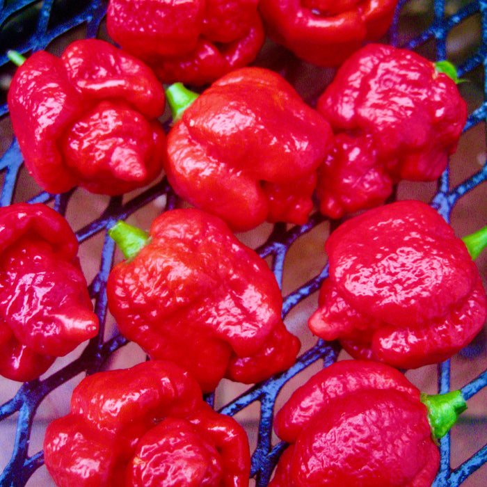 Chilli Pepper Seeds 'Trinidad Moruga Scorpion'