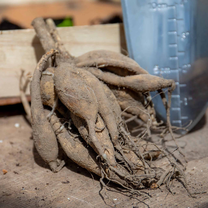 Dahlia Tuber 'Fired Up'