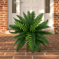 26 leaves