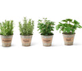 Herbs in Galvanized Pot
