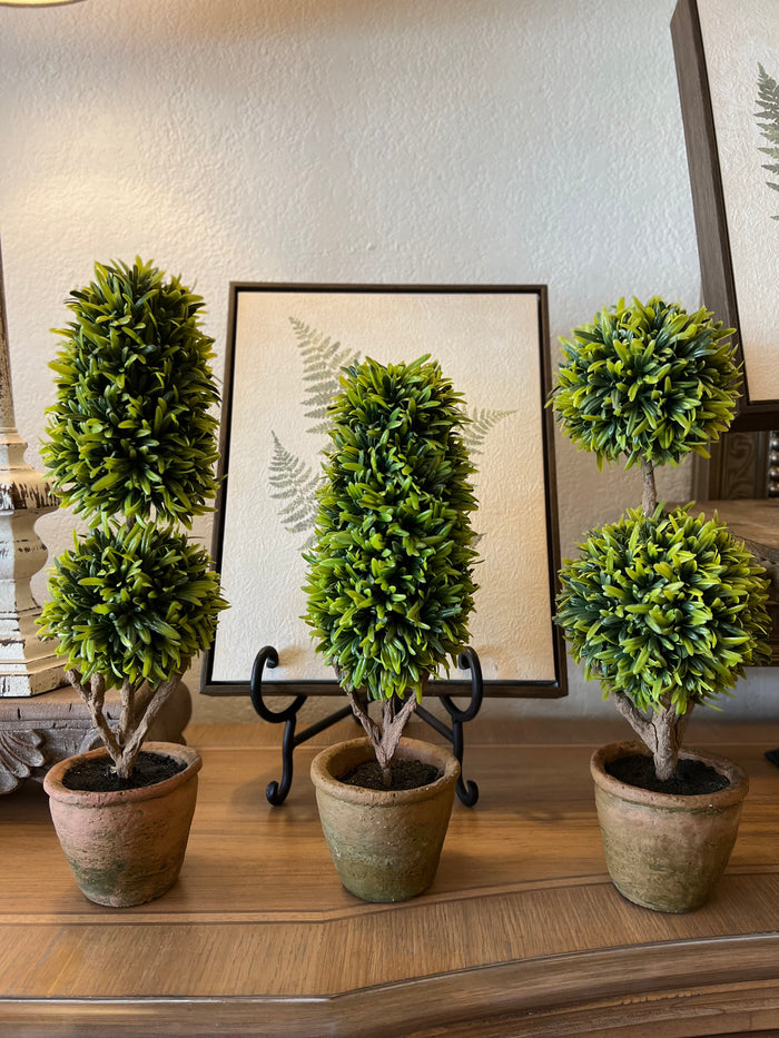 Set of 3 Topiaries in Terra Cotta Pots