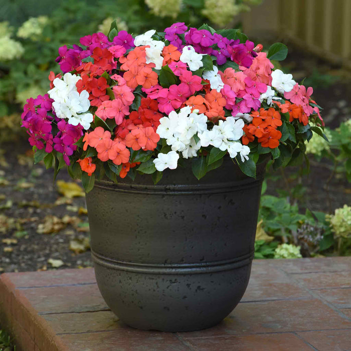 Impatiens Seeds 'Beacon Mixed'