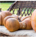 Realistic Faux Flat Bottom Boy Pumpkin