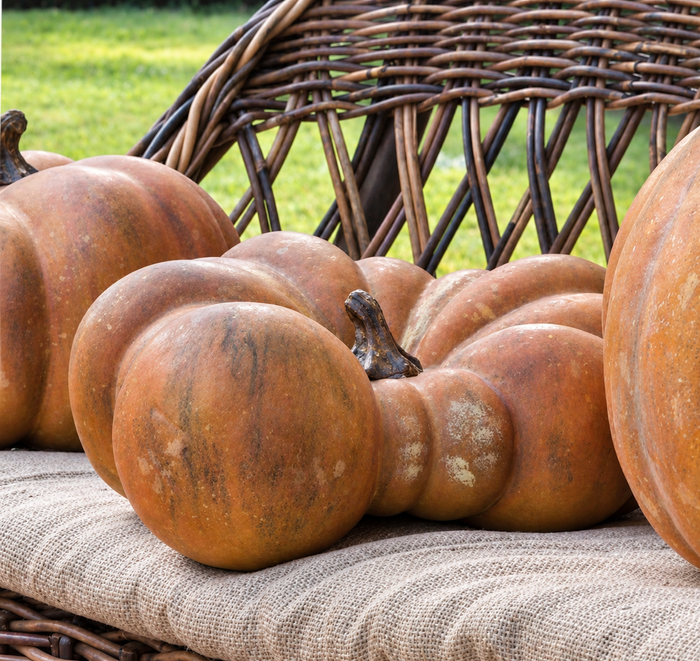 Realistic Faux Flat Bottom Boy Pumpkin