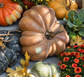 Realistic Large Faux Pretty Mama Pumpkin 14”Dia