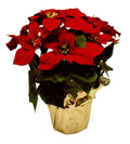 Dekra-Lite Silk Poinsettia Plant