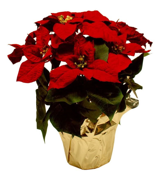 Dekra-Lite Silk Poinsettia Plant