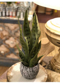 Snake Plant in Ceramic Pot