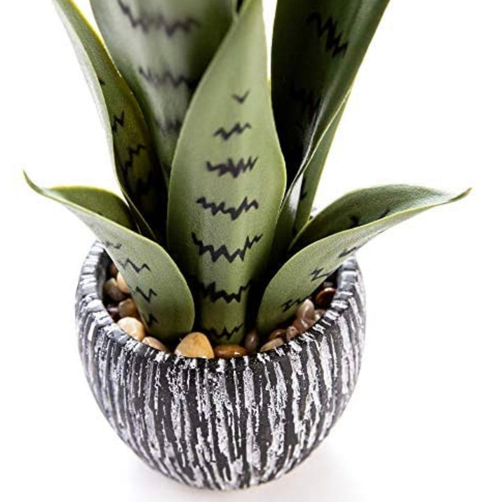Snake Plant in Ceramic Pot