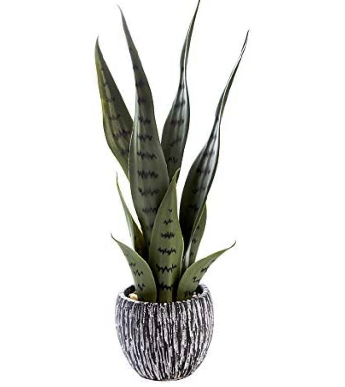Snake Plant in Ceramic Pot