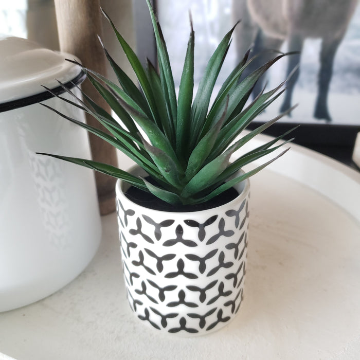 Succulents in Ceramic Vases (Set of 3)