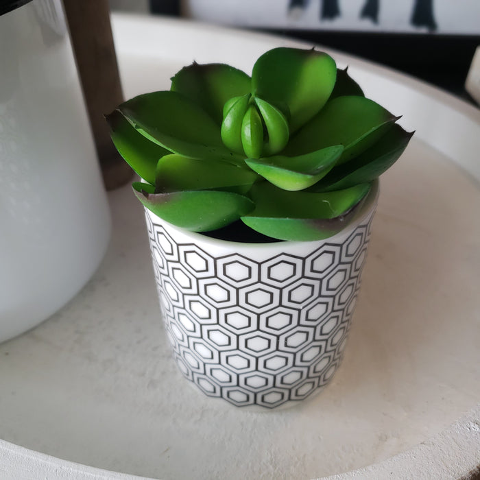 Succulents in Ceramic Vases (Set of 3)