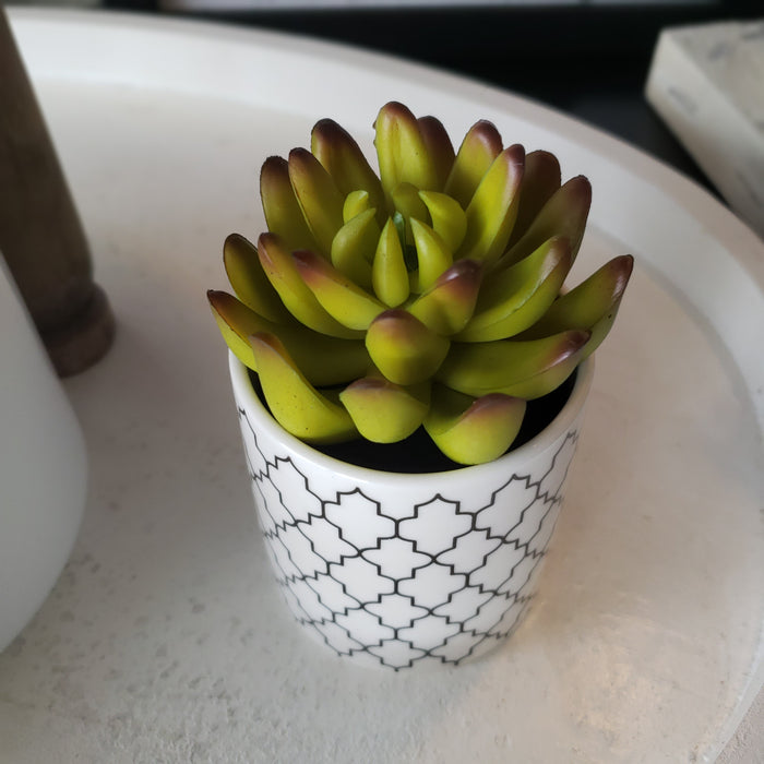 Succulents in Ceramic Vases (Set of 3)