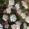 Zaluzianskya 'Star Balsam'