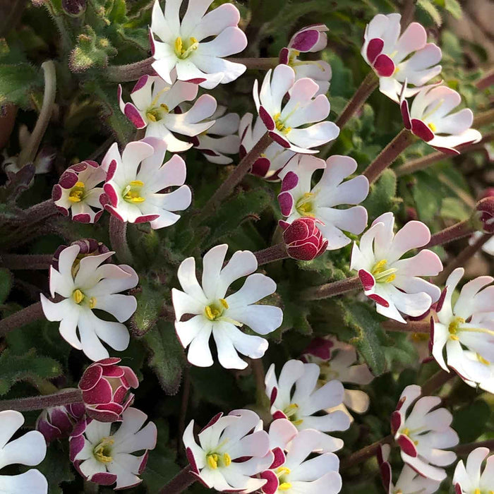Zaluzianskya 'Star Balsam'