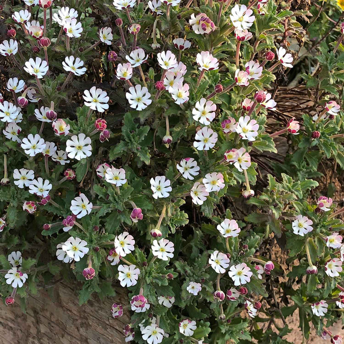 Zaluzianskya 'Star Balsam'